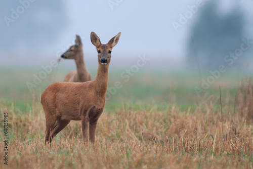 Fototapeta Naklejka Na Ścianę i Meble -  Roe deer in a clearing