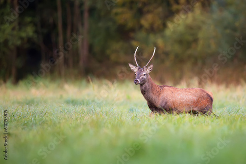 Red deer in a clearin photo