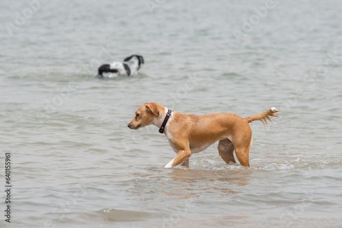 Two adult female dog enjoying summer in the beach