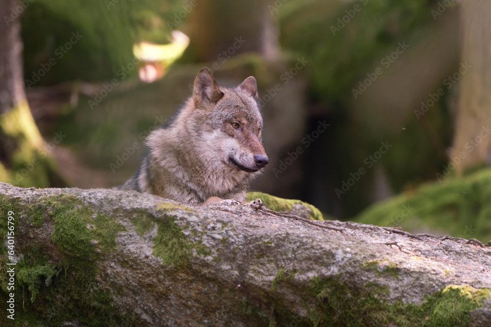 gray wolf (Canis lupus) resting on a rock. Wildlife scene with a adult wolf. European wilf in the nature habitat. gray wolf (Canis lupus) resting on a rock. Wildlife scene with a adult wolf. European wilf in the nature habitat.