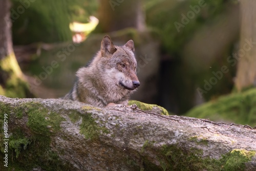 gray wolf (Canis lupus) resting on a rock. Wildlife scene with a adult wolf. European wilf in the nature habitat. © Monikasurzin