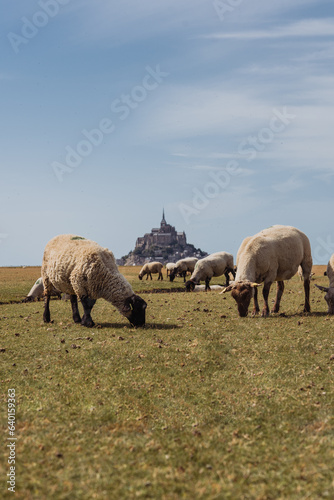 Moutons au Mont St Michel