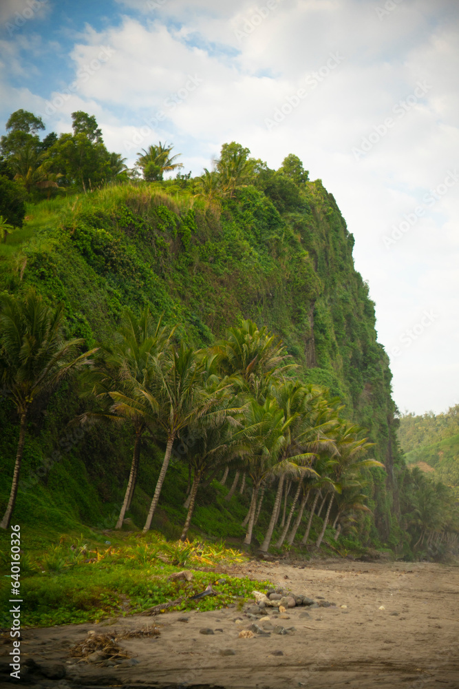Coconut trees on Pecaron beach, Central Java