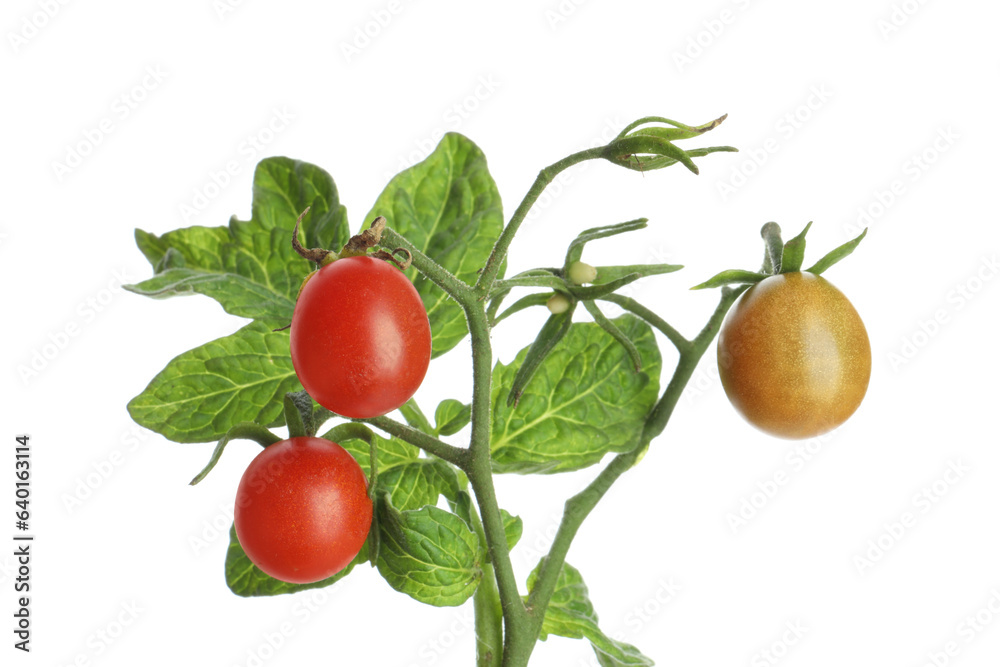 Stem with ripe cherry tomatoes and leaves isolated on white