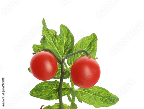 Stem with ripe cherry tomatoes and leaves isolated on white
