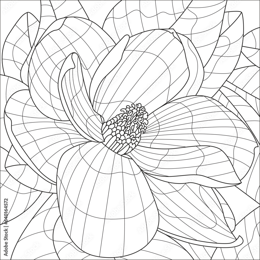 Obraz premium magnolia flower vector coloring book