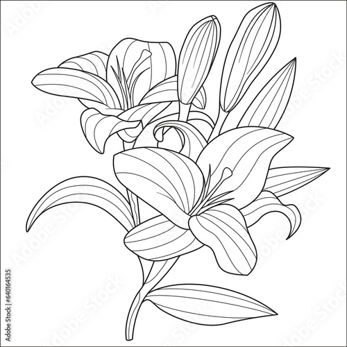 Fototapeta Naklejka Na Ścianę i Meble -  lily flower vector drawing coloring book
