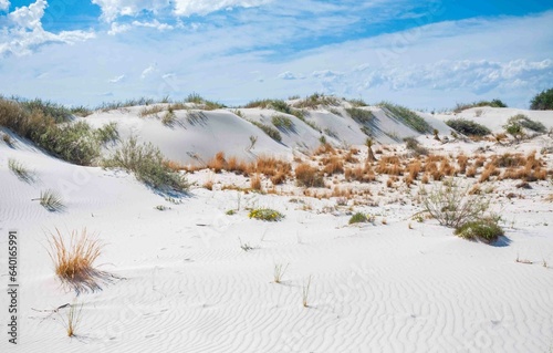 The Vegetation and Landscape of White Sands National Park photo