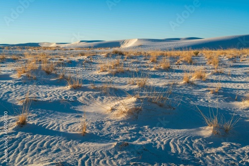 The Vegetation and Landscape of White Sands National Park
