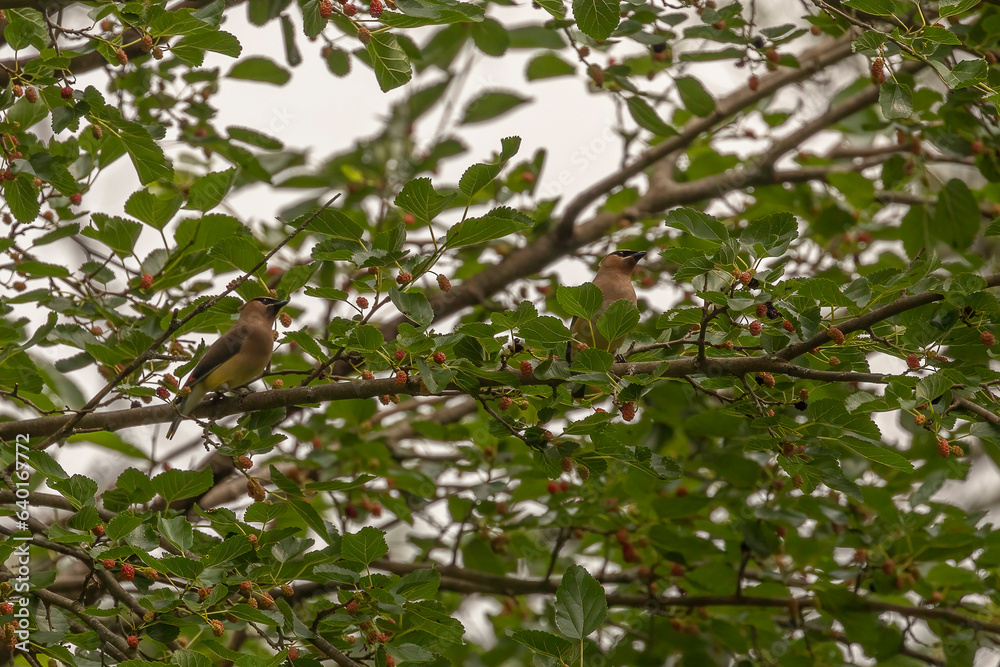Cedar Waxwings eating berries of a Mulberry tree