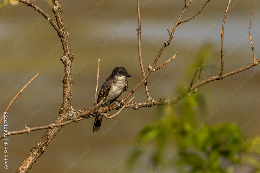 Eastern Kingbird perched on a tree branch Eastern Kingbird perched on a tree branch