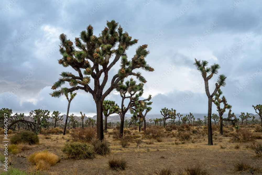 Joshua Tree national park landscape, Dramatic sky with clouds, California Joshua Tree national park landscape, Dramatic sky with clouds, California