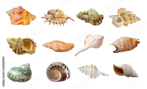 Photography Seashell conch starfish seaside element sea animal Shell PNG format easy to use