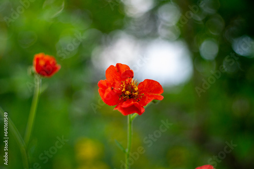 red gravilat flower in the center on a blurred background