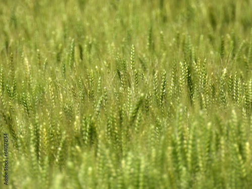green wheat field in bright spring day