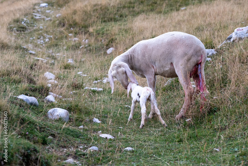 A female ewe with the amniotic sac still attached and her newborn lamb. A tender moment between the mother and the little lamb. Concept: a mother's love.
