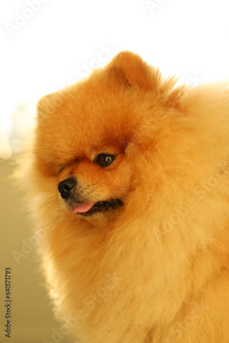 A mischievous fluffy Pomeranian showing his tongue in the rays of warm sun © Valeriia