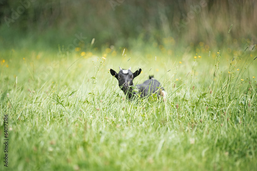 Babyziege in grüner Wiese