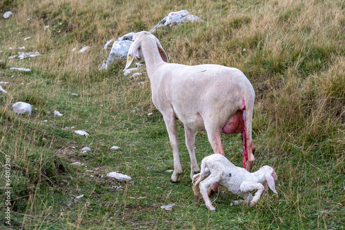 A female ewe with the amniotic sac still attached and her newborn lamb. A tender moment between the mother and the little lamb. Concept: a mother's love.
