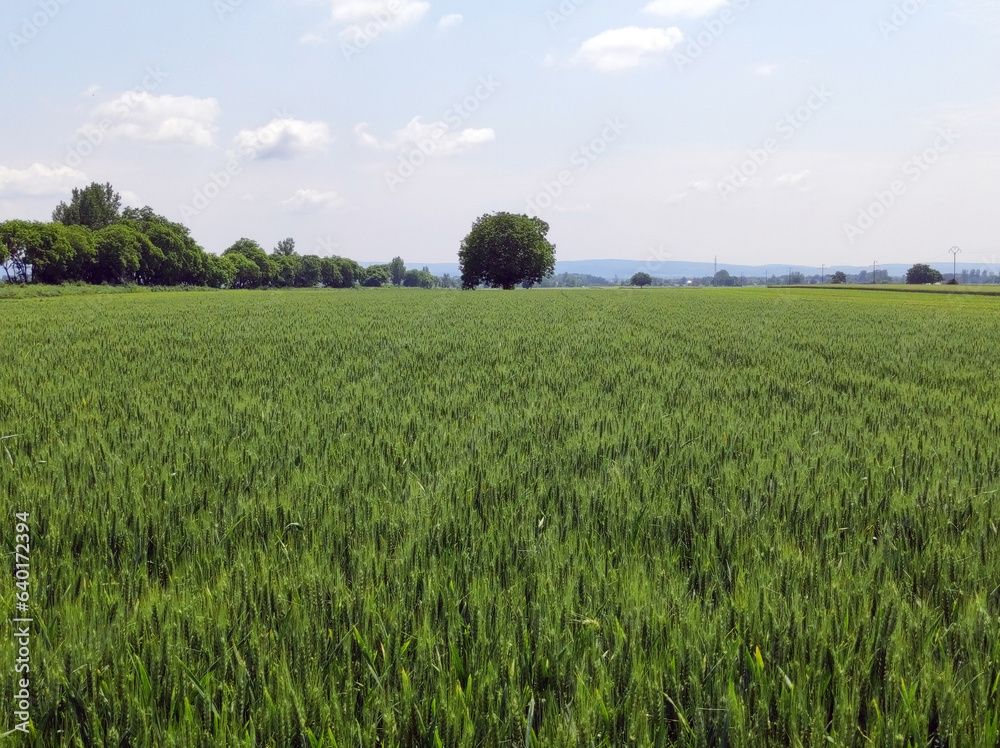 Obraz premium green wheat field in bright spring day