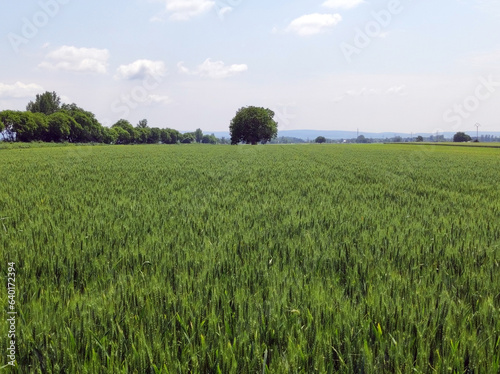 green wheat field in bright spring day