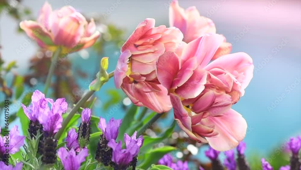 Spring garden design with tulips and lavender flowers, flower bed, trendy gardening concept, blooming flowers outdoors. Slow motion Spring garden design with tulips and lavender flowers, flower bed, trendy gardening concept, blooming flowers outdoors. Slow motion