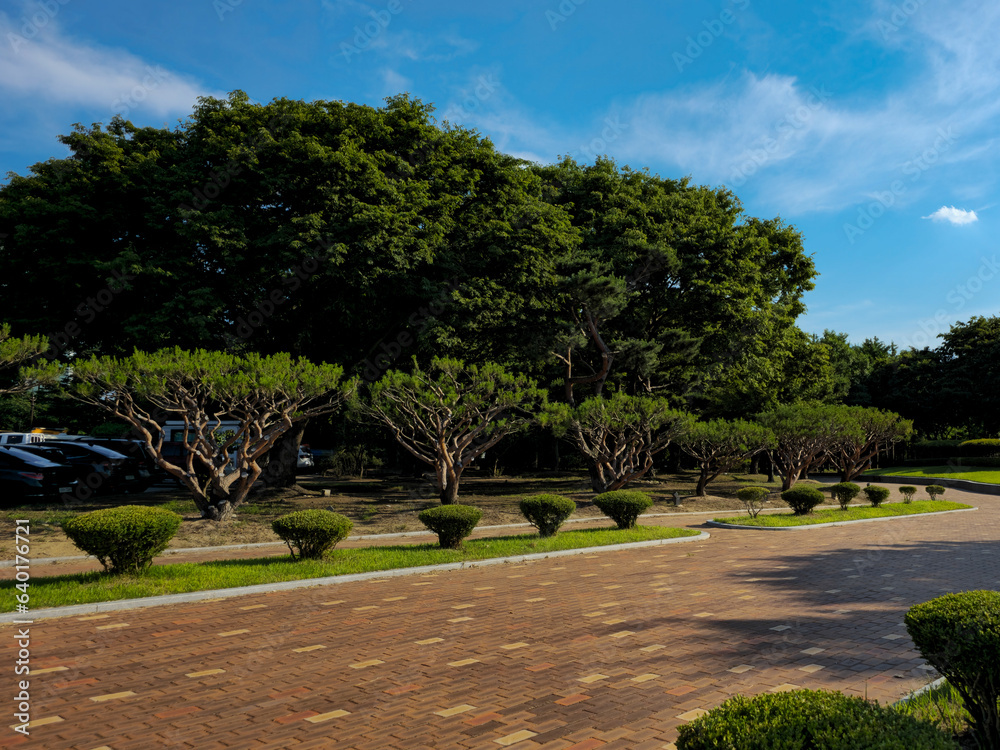 Discover the beauty of Hwangseong Park's trees. A serene escape from the city.