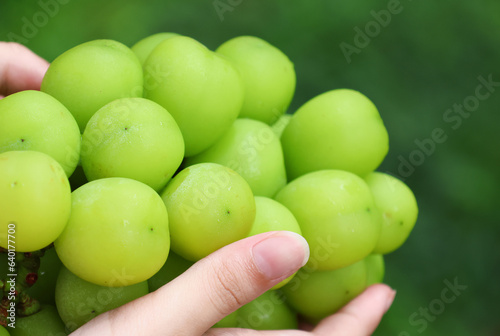 Closedup Shine Muscat sweet grapes with female hands hold delicious fruit