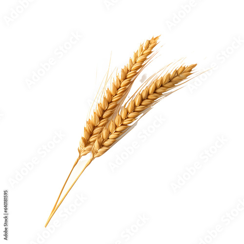 Ripe ears of wheat isolated on white background.