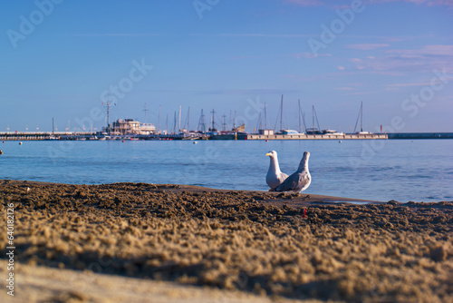 morze, ptak, pobrzeże, plaża, piasek, wybrzeże, brzeg, dzika przyroda, zwierzę, natura, woda, piękny, naturalny, dziki, biały, na zewnątrz, #640182126