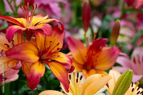 Multi-colored lily close-up © Alekss