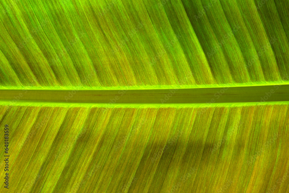 Сlose up green leaf texture Сlose up green leaf texture