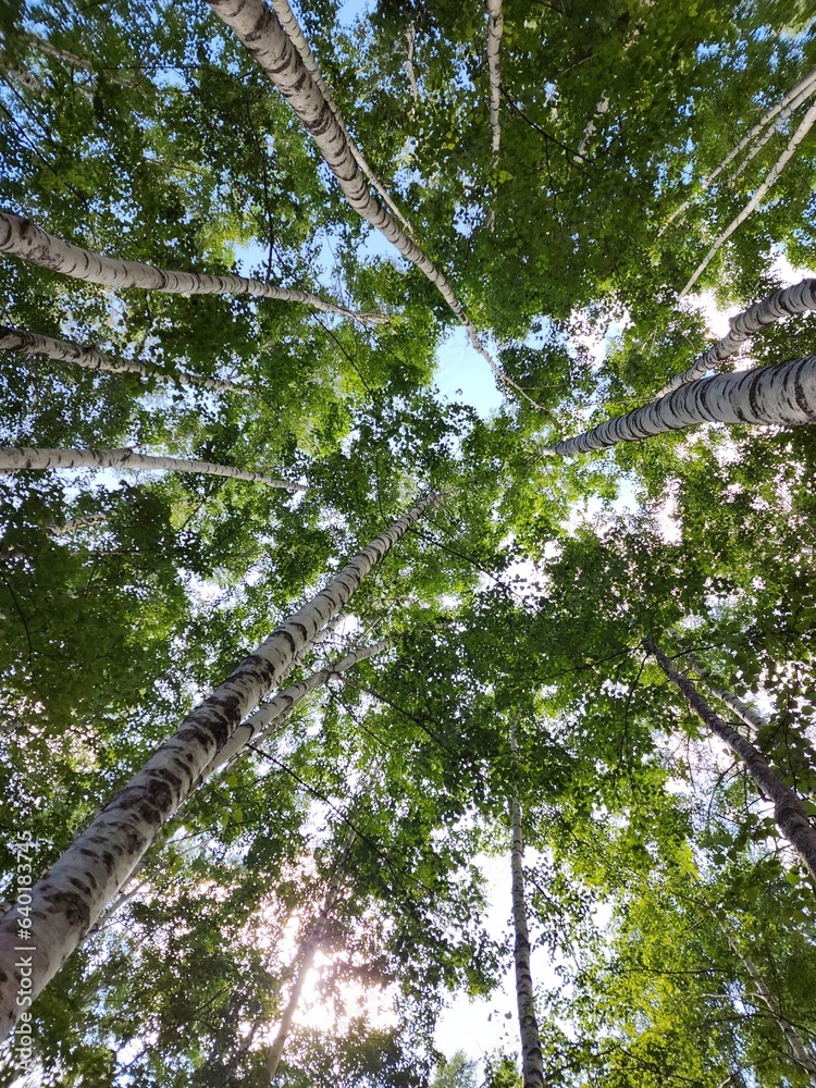 Fototapeta premium Tall birch trees in the Japan forest under blue sky, bottom perspective view
