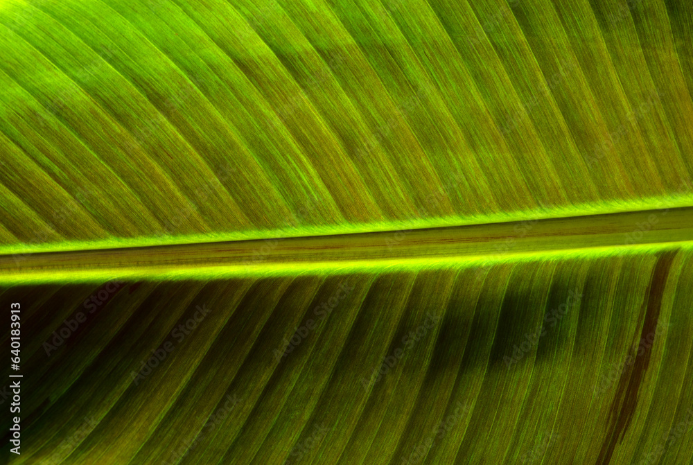 Сlose up green leaf texture Сlose up green leaf texture