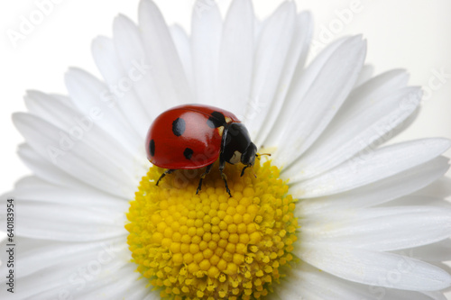 Ladybug on the chamomiles flower