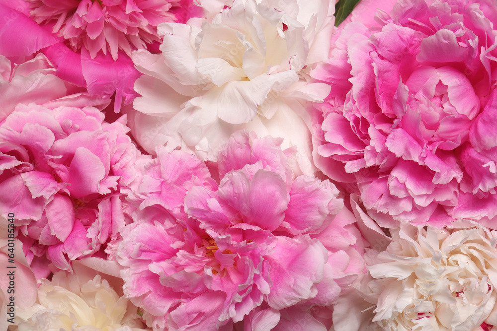Beautiful aromatic peony flowers as background, closeup Beautiful aromatic peony flowers as background, closeup