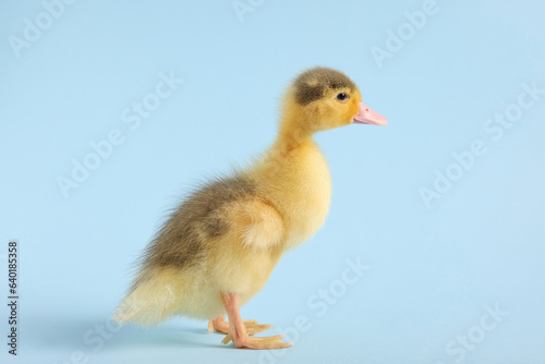 Baby animal. Cute fluffy duckling on light blue background