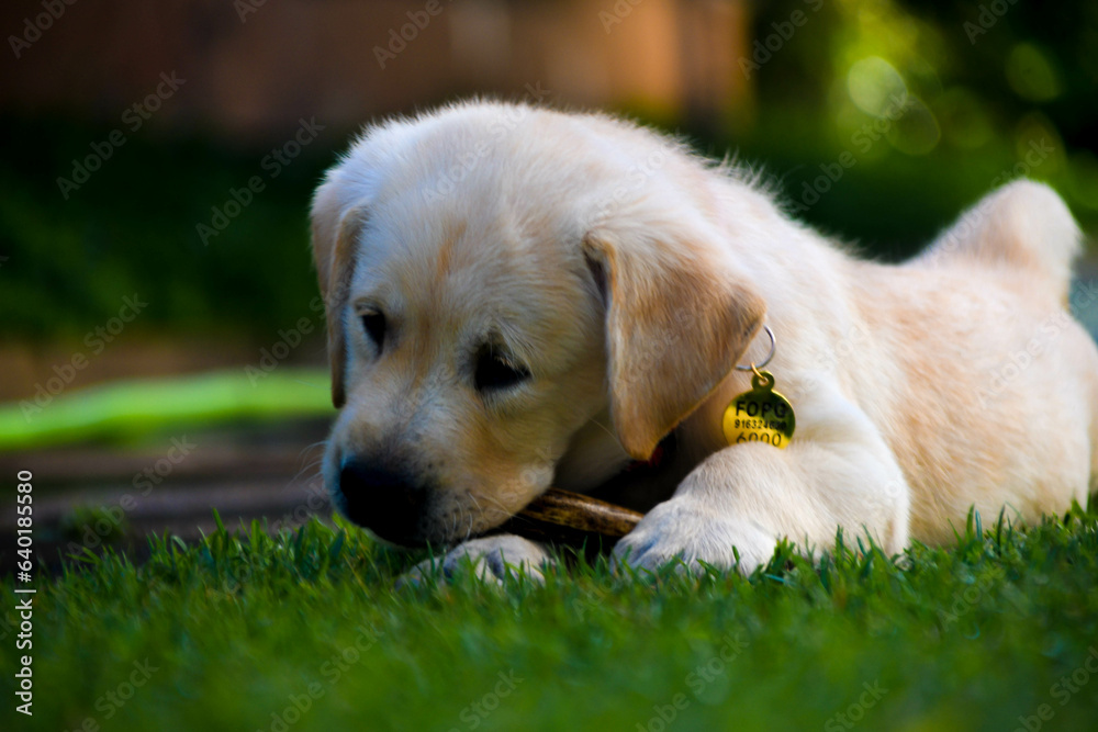 Golden puppy dog in the grass. Grass Golden puppy dog in the grass. Grass. guide dog puppy Golden puppy dog in the grass. Grass Golden puppy dog in the grass. Grass. guide dog puppy