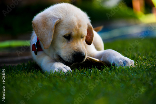 Golden puppy dog in the grass. Grass Golden puppy dog in the grass. Grass. guide dog puppy photo