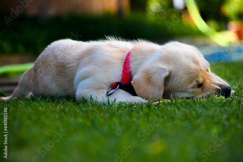 Golden puppy dog in the grass. Grass Golden puppy dog in the grass. Grass. guide dog puppy