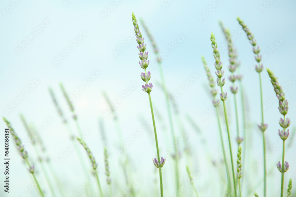 Beautiful lavender against blue sky, closeup view Beautiful lavender against blue sky, closeup view
