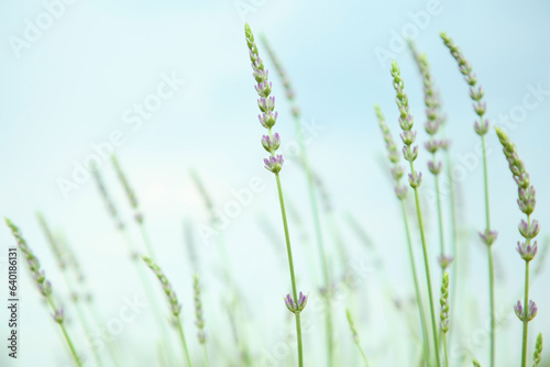 Beautiful lavender against blue sky, closeup view