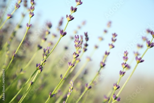 Beautiful blooming lavender growing in field  closeup