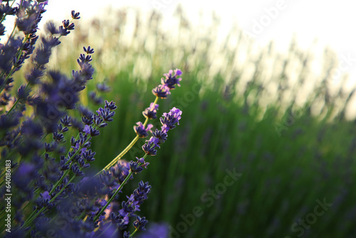 Beautiful blooming lavender growing in field  closeup. Space for text