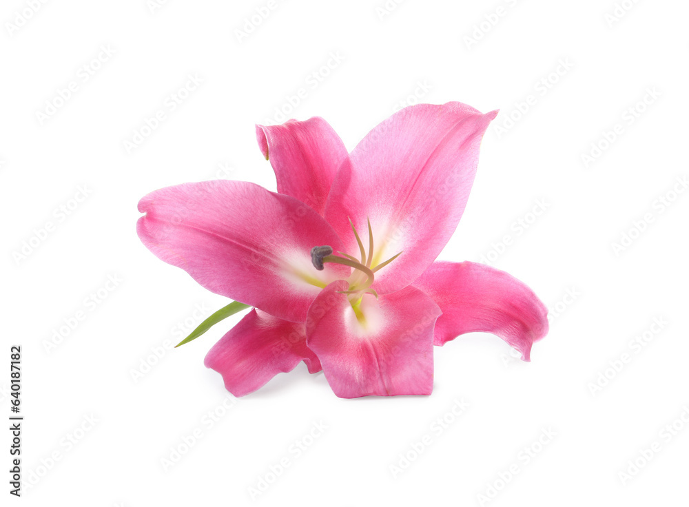 Beautiful pink lily flower isolated on white