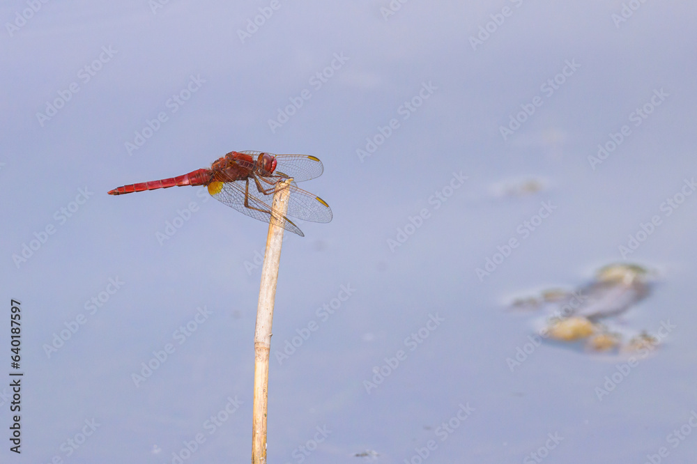 A common scarlet darter resting near water