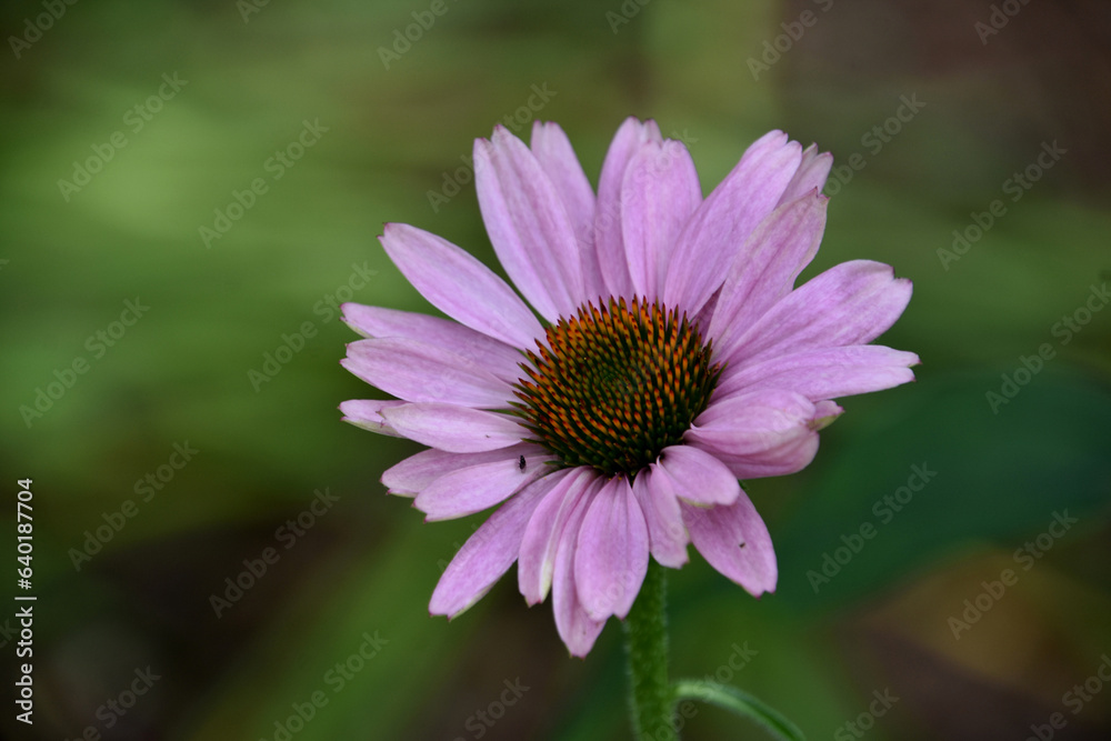 Gorgeous Coneflower Blossom in a Summer Garden Gorgeous Coneflower Blossom in a Summer Garden