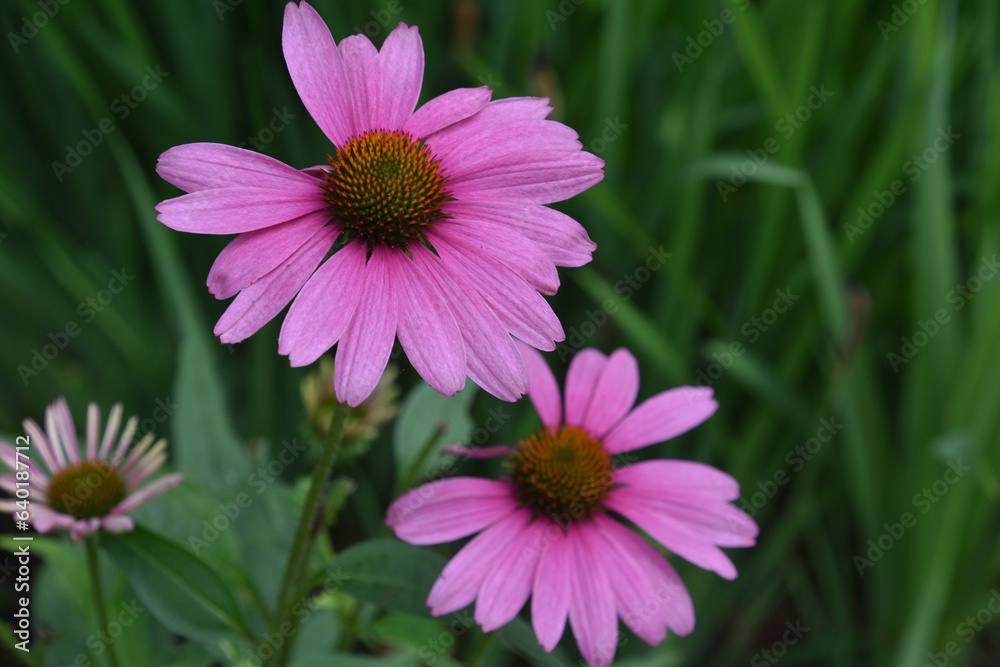 Fototapeta premium Gorgeous Flowering Echinacea Blossoms in a Garden