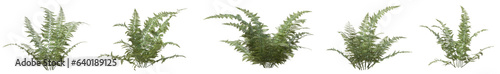 Set of Microlepia Angustipinna plant or Fern with isolated on transparent background. PNG file, 3D rendering illustration, Clip art and cut out © EcoSpace