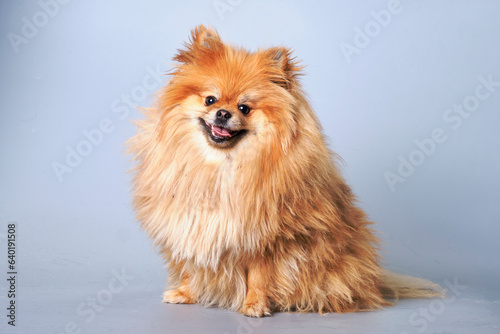 A pomeranian dog sitting with unkempt thick fur on a gray background
